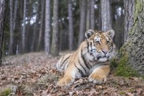 Sibirischer Tiger tagsüber im verschneiten Winterwald — Stockfoto