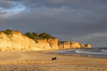 Dog running on sandy beach at Atlantic coast in sunset light, Algarve, Portugal — Stock Photo