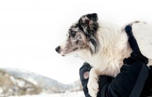 Gros plan de chien dans les bras de son propriétaire — Photo de stock