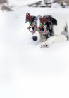 Border collie with Christmas ornament glasses in snow — Stock Photo