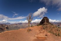 USA, Nevada, Grand Canyon National Park, dead tree — Stock Photo