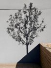 Parede com sombra de árvore — Fotografia de Stock