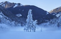 Днем деревья со снегом на холме — стоковое фото