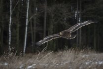 Малый пятнистый орёл летит в поле — стоковое фото