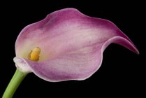 Lírio rosa Calla no fundo preto — Fotografia de Stock