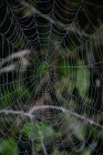 Abandoned spiderweb with dewdrops, closeup view — Stock Photo
