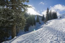 Schneehang und Bäume bei Gegenlicht — Stockfoto