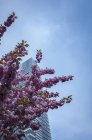 Cerisier en fleurs et bâtiment de la tour d'eau sur fond — Photo de stock