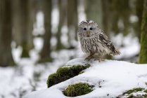 Уральская сова сидит в лесу — стоковое фото