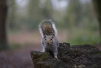 Grey Squirrel (Sciurus carolinensis)  on the tree — Stock Photo