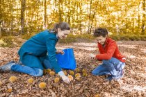 Мать и сын собирают сладкие каштаны в осеннем лесу — стоковое фото