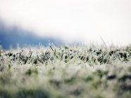 Vista da grama congelada, turva — Fotografia de Stock