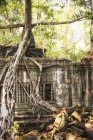 Kambodscha, Angkor, Beng Mealea Tempel — Stockfoto