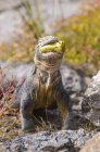 Equador, Ilhas Galápagos, Terras de Galápagos iguana, Conolophus subcristatus — Fotografia de Stock