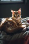 Ginger cat lying on bed in sunlight — Stock Photo