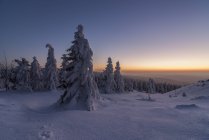 Alemanha, Baixa Saxônia, Harz National Park, Wolfswarte no inverno no crepúsculo — Fotografia de Stock