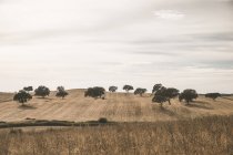 Portugal, Setúbal, Campo com árvores e céu nublado no fundo — Fotografia de Stock