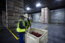 Two male workers inspecting crate of apples in distribution warehouse — Stock Photo