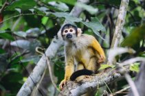 Perù, Tambopata, scimmia cappuccina nell'albero — Foto stock