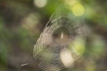 Cross spider in spider's web on green blurred background — Stock Photo