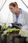 Female scientist checking plants in greenhouse — Stock Photo