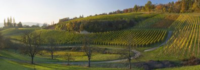 Германия, Ueberlingen, виноградники осенью — стоковое фото