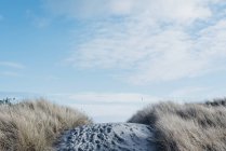 Dry grass and blue sky at Denmark, Europe, North Jutland — Stock Photo