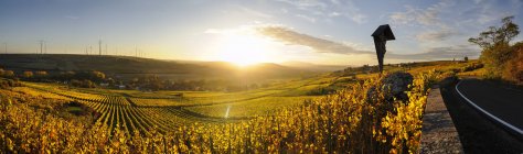 Deutschland, Rheinland-Pfalz, Weinberg im Herbst bei Sonnenuntergang — Stockfoto