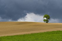 Італія, Тоскана, Валь d'Orcia, одного дуба на пагорбі — стокове фото