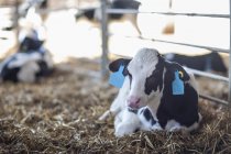 Calf lying in straw on farm — Stock Photo