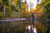 Великобритания, Шотландия, Данкелд, Осенние деревья на реке Браан — стоковое фото