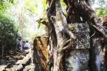Cambodia, Angkor, ruined Beng Mealea Temple — Stock Photo