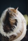 Dorminhoco Ginger gato sentado em sua casa fofa — Fotografia de Stock