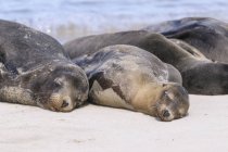 Ecuador, Isole Galapagos, Santa Fe, Leoni marini delle Galapagos che dormono sulla spiaggia — Foto stock