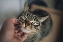 Vista recortada de la mano humana acariciando gato tabby - foto de stock