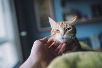 Cropped view of human hand petting cat — Stock Photo