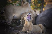 Ботсвана Чобе Національний парк, молодий лев Ревіння хоча pack їсть здобич — стокове фото