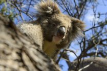 Portrait of koala on tree at daytime, Australia — Stock Photo