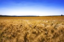 Field of Barley with blue sky — Stock Photo
