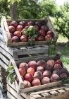 Pêches fraîches cueillies — Photo de stock