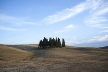 Itália, Toscana, Val d 'Orcia, grupo de ciprestes — Fotografia de Stock