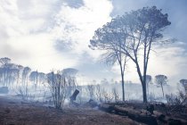 South Africa, Stellenbosch, devastated land after a bushfire — Stock Photo