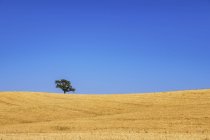 Barley field and tree — Stock Photo