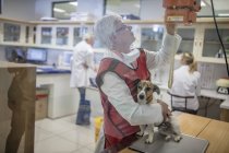 Woman getting a dog ready for x-rays — Stock Photo