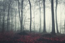 Bosque caducifolio en otoño - foto de stock