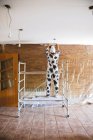 Woman wearing cow costume covering a wall with plastic before painting — Stock Photo