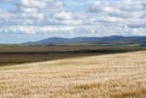 Île d'Islay, champs d'orge, Hébrides intérieures, Écosse, Royaume-Uni — Photo de stock