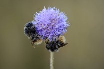 Bumble bee (bombus sp.) Англия — стоковое фото