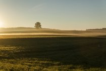 Landschaft mit einem einzigen Baum im Morgennebel — Stockfoto
