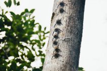 Peru, Tambopata, Group of bats sitting on a tree trunk — Stock Photo